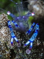   Purple spotted commensal shrimp Periclimenes holthuisi Bunaken North Sulawesi Indonesia  